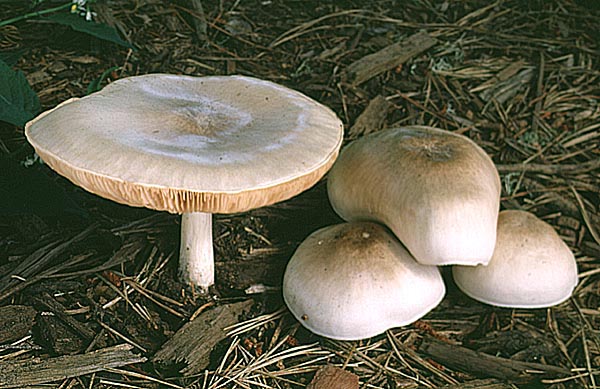 Pluteus petasatus